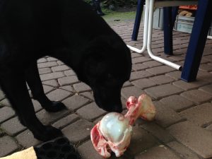 Hund mit leckerem Knochen
